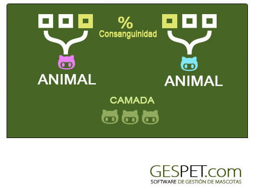 software consanguinidad y pedigree en el software para criadores caninos, criaderos, camadas, pedigree y consanguinidad
