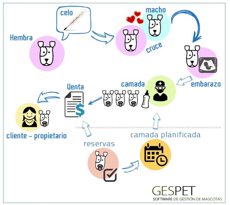 software cría funcionamiento general en el software para criadores caninos, criaderos, camadas, pedigree y consanguinidad
