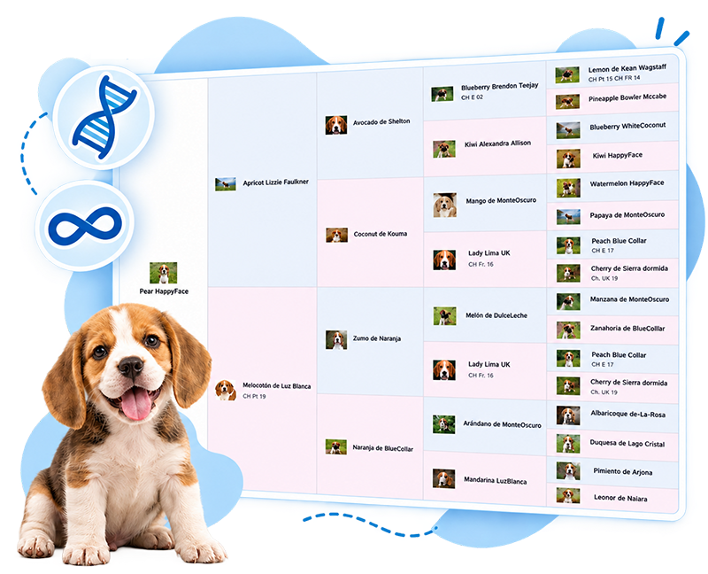 Pedigree software - inbreeding coefficient calculator screenshot for dog breeding and pedigree software