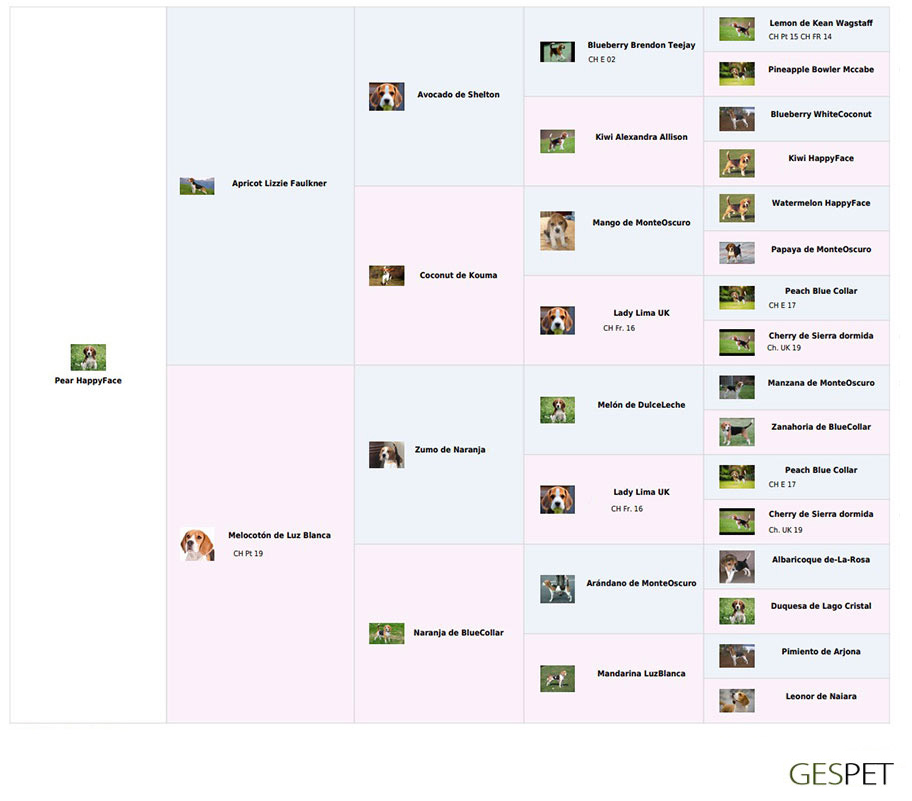 rentabilidad hotel gatos