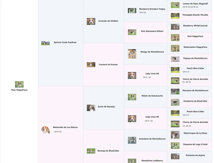 rentabilidad guarderia animales